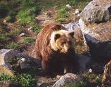 Niedzwiedź Brunatny ( Ursus arctos ) # 4