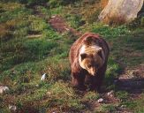 Niedzwiedź Brunatny ( Ursus arctos ) # 6