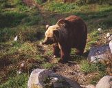 Niedzwiedź Brunatny ( Ursus arctos ) # 7