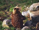 Niedzwiedź Brunatny ( Ursus arctos ) # 10