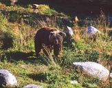 Niedzwiedź Brunatny ( Ursus arctos ) # 11