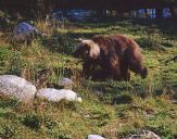 Niedzwiedź Brunatny ( Ursus arctos ) # 12