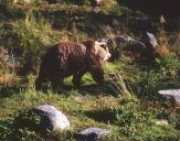 Niedzwiedź Brunatny ( Ursus arctos ) # 13