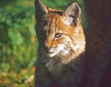 Ryś (Lynx lynx ) # 3