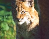 Ryś (Lynx lynx ) # 4