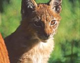 Ryś (Lynx lynx ) # 5