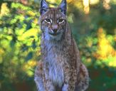 Ryś (Lynx lynx ) # 10 