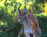 Ryś (Lynx lynx ) # 11