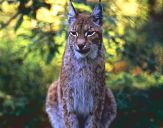 Ryś (Lynx lynx ) # 12