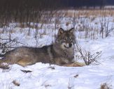 Wilk (Canis lupus) #9