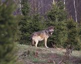 Wilk (Canis lupus) #73