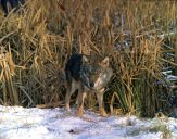 Wilk (Canis lupus) #11