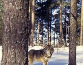 Wilk (Canis lupus) #13