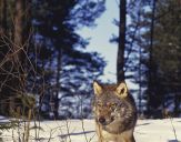 Wilk (Canis lupus) #14