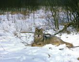 Wilk (Canis lupus) #19