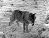 Wilk (Canis lupus) #31