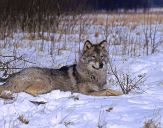 Wilk (Canis lupus) #32