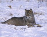 Wilk (Canis lupus) #33