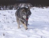 Wilk (Canis lupus) #34