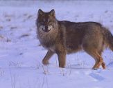 Wilk (Canis lupus) #35