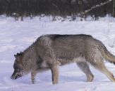 Wilk (Canis lupus) #36