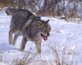 Wilk (Canis lupus) #37