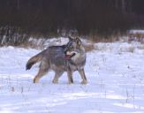 Wilk (Canis lupus) #38