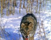 Wilk (Canis lupus) #39