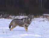 Wilk (Canis lupus) #43