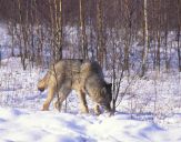 Wilk (Canis lupus) #44