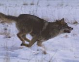 Wilk (Canis lupus) #45