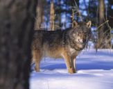 Wilk (Canis lupus) #57