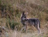 Wilk (Canis lupus) #60