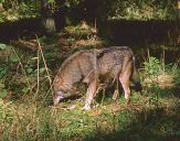 Wilk (Canis lupus) #64