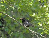 Szpak (Sturnus vulgaris )