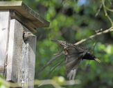 Szpak (Sturnus vulgaris )