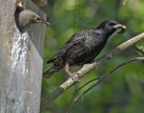 Szpak (Sturnus vulgaris )