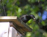 Szpak (Sturnus vulgaris )