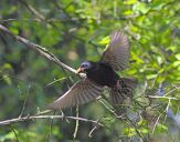 Szpak (Sturnus vulgaris )