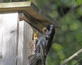 Szpak (Sturnus vulgaris )