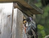 Szpak (Sturnus vulgaris )