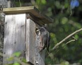 Szpak (Sturnus vulgaris )