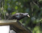 Szpak (Sturnus vulgaris )