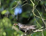 Szpak (Sturnus vulgaris )