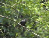 Szpak (Sturnus vulgaris )