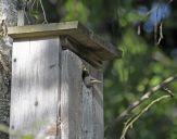 Szpak (Sturnus vulgaris )