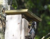 Szpak (Sturnus vulgaris )