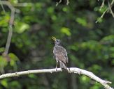 Szpak (Sturnus vulgaris )