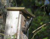 Szpak (Sturnus vulgaris )