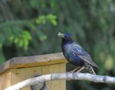 Szpak (Sturnus vulgaris )